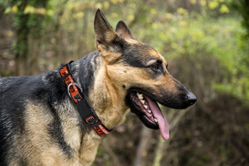 NHL Adjustable Dog & Cat Collar - Stylish Hockey Fan Gear
