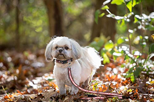 NCAA Dog Leash - Small South Carolina Gamecocks - Durable Nylon