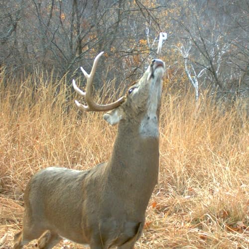 Key-Wick Scent Dispenser for Hunting - 4-Pack