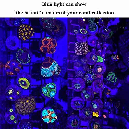 Blue Light Flashlight Single Mode Zoomable Waterproof Led Blue Light for Night Deer Hunting Fishing, 2 Pack