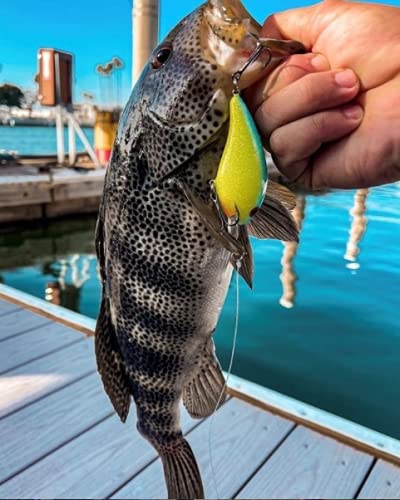 Topwater Bass Fishing Lure - Hula Popper 2 in (3/8 oz) Leopard Frog