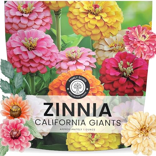 Zinnia California Giants - Large 1 Ounce Packet (3,000 Seeds)