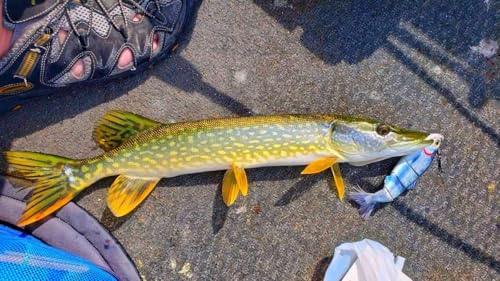 Multi Jointed Swimbait Fishing Lure - Clear Lake Hitch