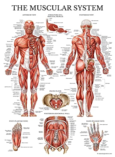 Muscle Workout Charts Set - 4 Laminated Posters 18" x 24"