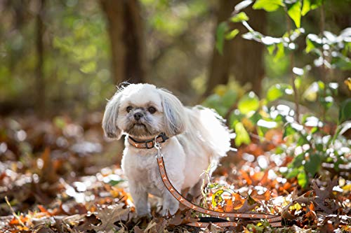 NCAA Dog Leash - Small, Texas Longhorns, Durable & Colorful