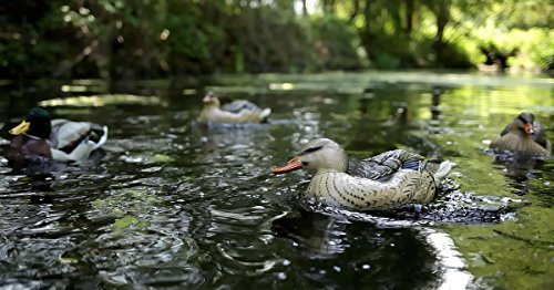 Motion Ducks Decoy Spreader and Jerk Rig System for Waterfowl Hunting