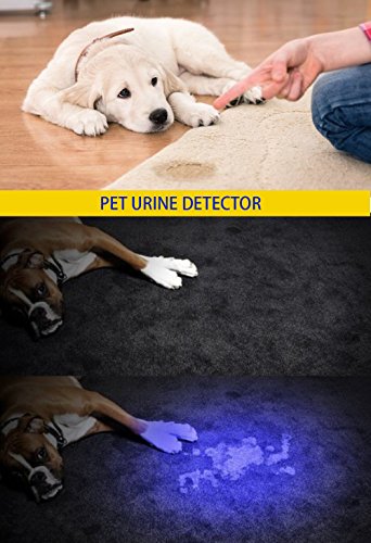 DARKBEAM 395nm USB UV Flashlight 2-Pack - Portable Blacklight for Pet Urine Detection & Identification