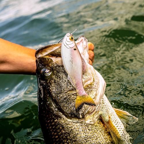 Panorama Soft Plastic Fishing Lure - Live Shad 5.0" (3/pk)