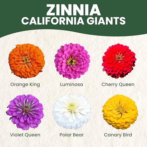 Zinnia California Giants Seeds - 2,500mg Envelope with 250 Seeds