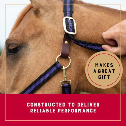 Breakaway Horse Halter with Comfort Foam Padding - Black