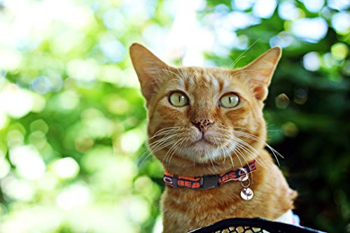Premium NFL Chicago Bears Cat Collar - Adjustable & Safe Design