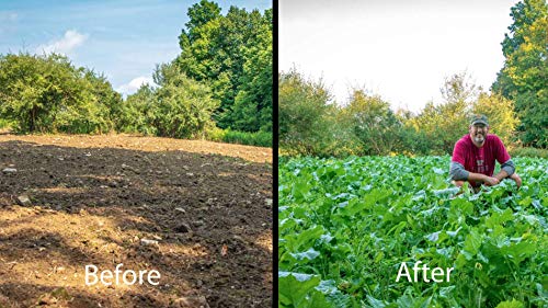 Whitetail Institute Vision Deer Food Plot Seed - 4 lbs for 0.5 Acres, Perennial Blend with Clover, Chicory & Kale