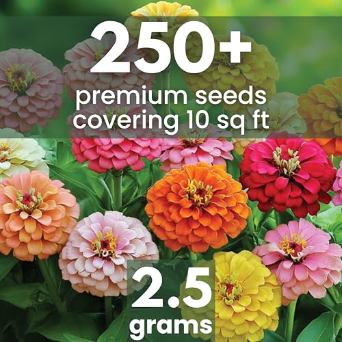 Zinnia California Giants Seeds - 2,500mg Envelope with 250 Seeds