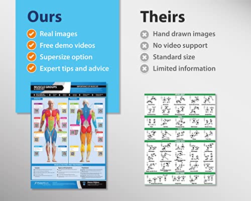 Muscle Groups & Exercise Gym Poster - Large 24" x 16.5" - Laminated Wall Chart