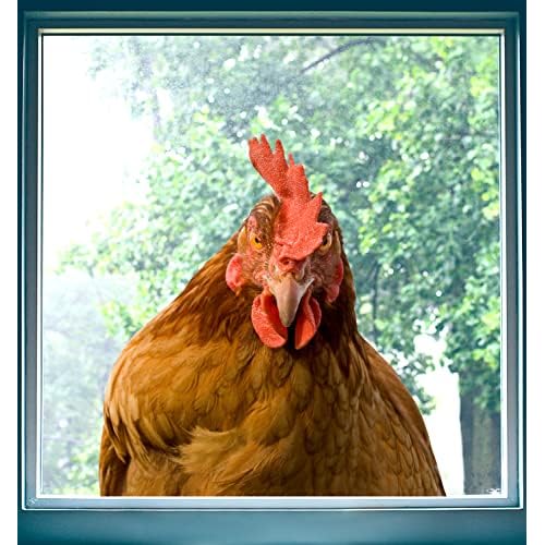 Chicken Brown Hen Looking at You Wall Decal - Peel and Stick Decoration for Room, Bedroom, Window, Store Showcase, Classroom, Car - Cute Chicken Head Sticker