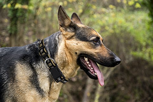 Las Vegas Golden Knights Dog Collar - Medium (12-18" L x 0.62" W)