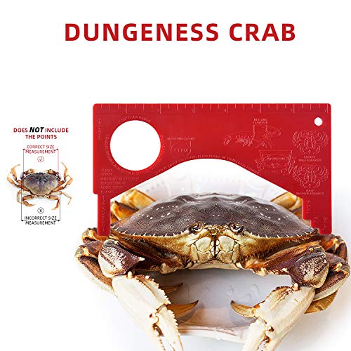 Crab & Shellfish Measuring Gauge Tool - Red Rock & Dungeness - RD-1