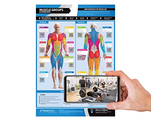 Muscle Groups & Exercise Gym Poster - Large 24" x 16.5" - Laminated Wall Chart
