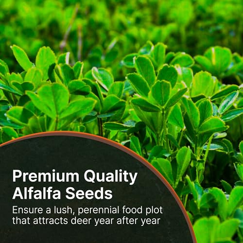 No Till Alfalfa Food Plot Seeds for Deer - 1/4 Acre (5 lbs) - Perennial, Heavy Browsing Tolerance