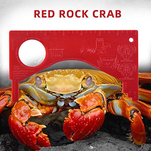 Crab & Shellfish Measuring Gauge Tool - Red Rock & Dungeness - RD-1