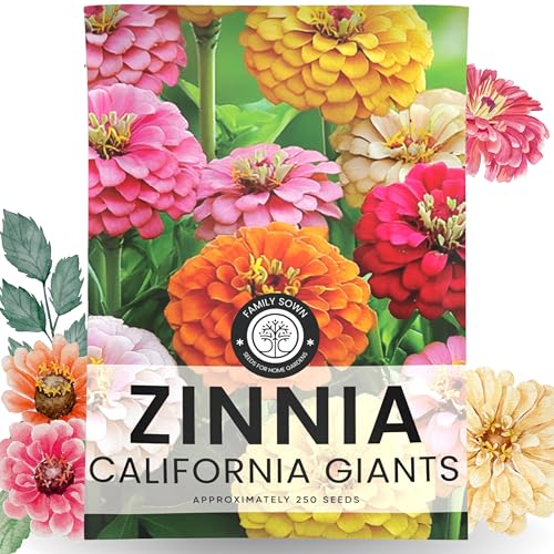 Zinnia California Giants Seeds - 2,500mg Envelope with 250 Seeds