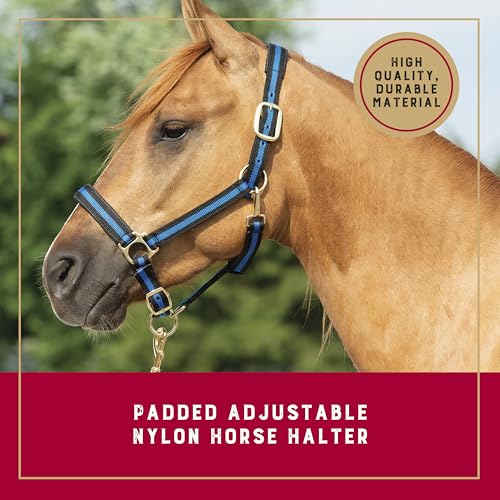 Nylon Horse Halter - Padded, Adjustable with Snap Hook - Black, 1"