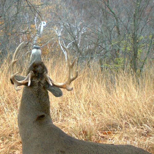 Key-Wick Scent Dispenser for Hunting - 4-Pack