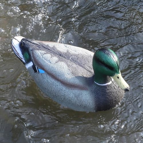 Mallard Duck Decoys 2-Pack - 13-Inch Floating Waterfowl Decoys with Weighted Keel for Hunting & Pond Decor