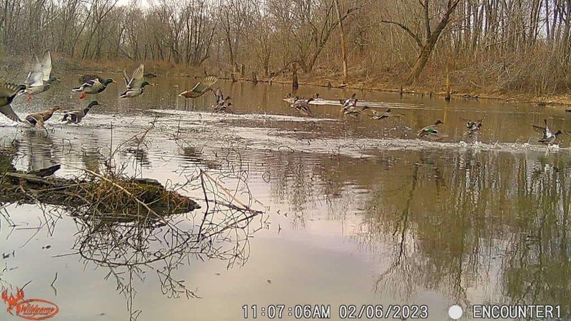 Wildgame Innovations Scrapeline 18MP Trail Camera with Batteries and SD Card