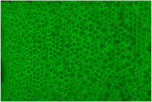 Lancer Tactical 0.20g-0.30g Streamline Competition Grade Tracer Airsoft BBS (Color: Green) X3 (0.25g 4000 Rd)