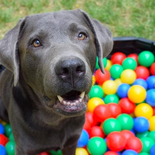 Ball Pit Balls by [Brand Name] - Crush Proof Plastic, 100 Pcs, 5.6 cm, Perfect for Toddlers with Mesh Bag