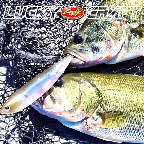 Lucky Craft Sammy 100 Topwater Walking the Dog Lure - 4" 1/2oz, 250 Chartreuse Shad / 100