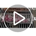 GAUYEBY 2PCS Rolling Grill Basket Set with Removable Handles, Octagon & Round Stainless Steel BBQ Nets for Meat, Shrimp, Vegetables