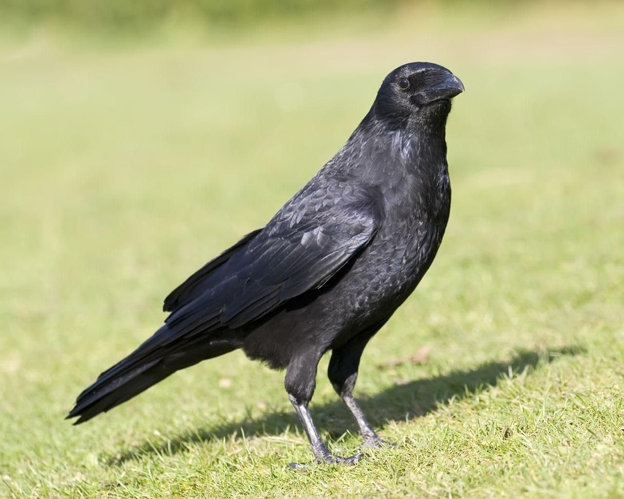 Primos Hunting Crow Call - Realistic Sound | Perfect for Attracting Crows