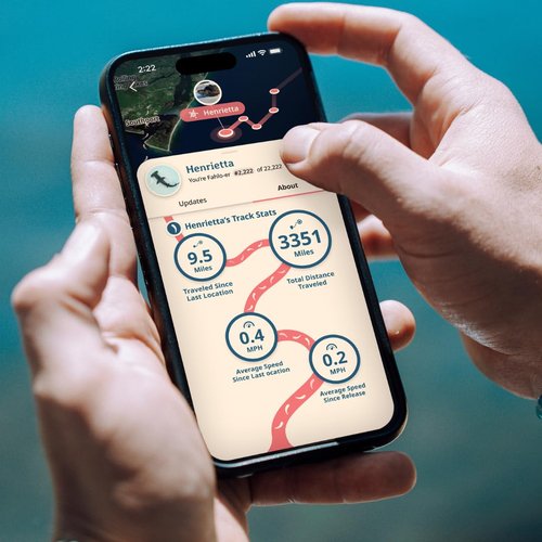 Fahlo Shark Tracking Bracelet – Track a Real Shark’s Journey – Supports Wildlife Conservation – Elastic, One Size Fits Most – on Interactive Mobile App Map – Unisex Ocean Conservation Gift (Coral Reef Pink)
