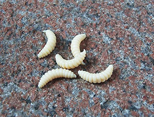 Artificial Fishing Waxworm Lure Baits - Cream, 100pcs
