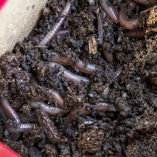 Worm Food for Fishing & Composting - 24 oz Nutrient-Rich Bait Feed