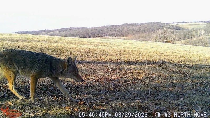 Wildgame Innovations Scrapeline 18MP Trail Camera with Batteries and SD Card