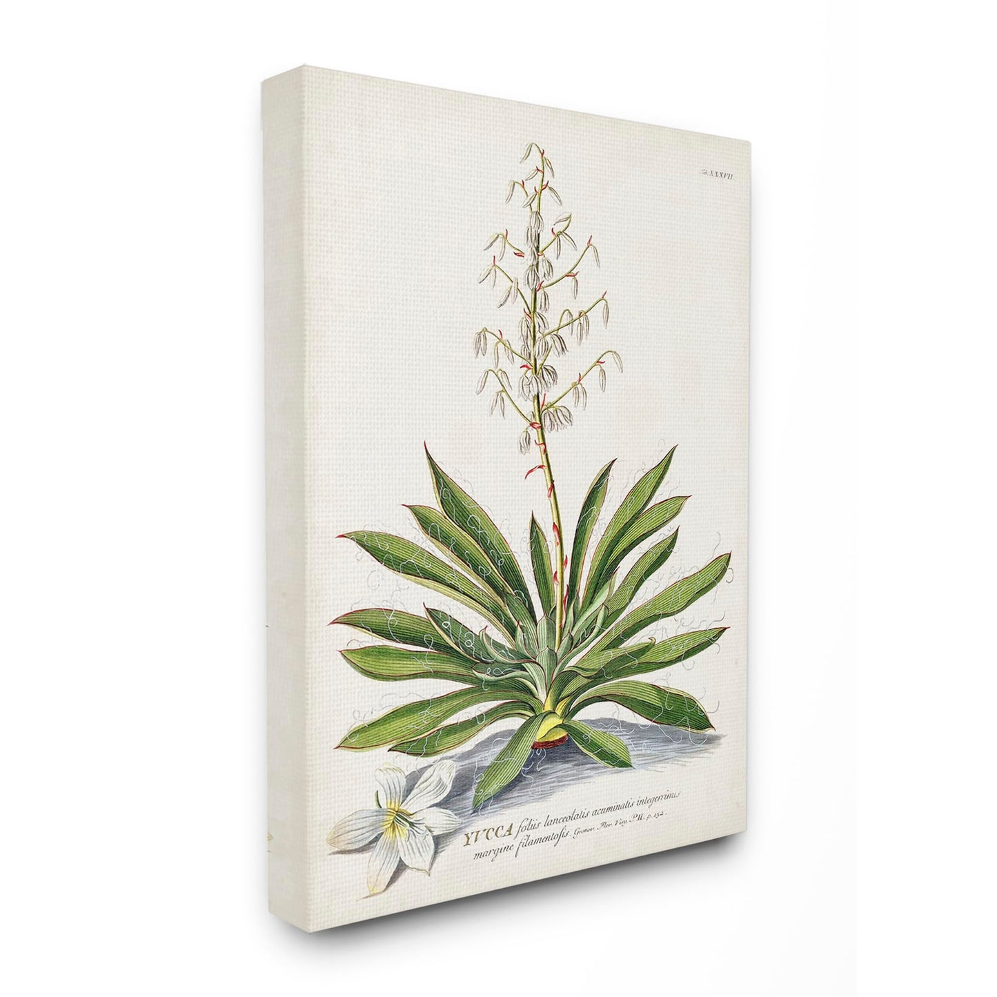 Stupell Industries Botanical Plant Illustration Ferns Vintage Design, Design by Unknown, 30 x 24, Canvas Wall Art