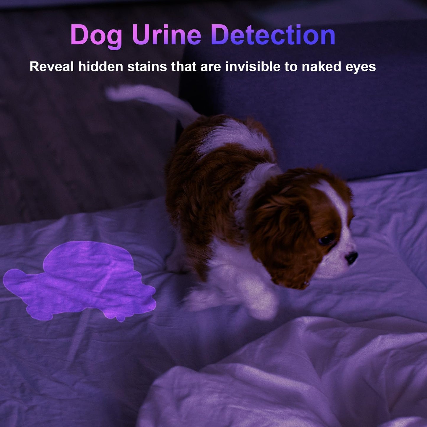 COSOOS 2 Pack UV Flashlight, 365nm USB Rechargeable Black Light Flashlight, Mini Handheld Detector for Dog Cat Urine, Pet Stains, Scorpions, Resin Curing