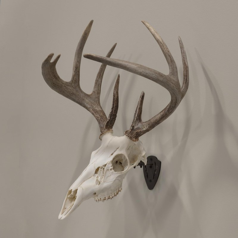 Allen Company EZ Mount Skull Hanger, Fixed, Brown