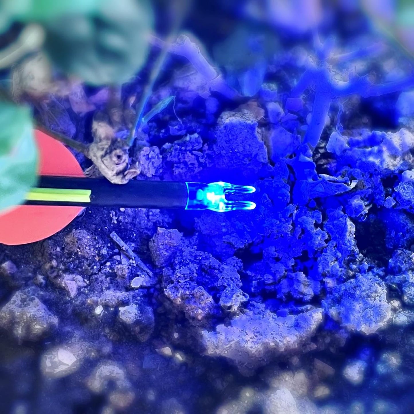 Skiennix LED Lighted Nocks for Arrows - 6PCS with Multiple Inside Diameters & Screwdriver Included