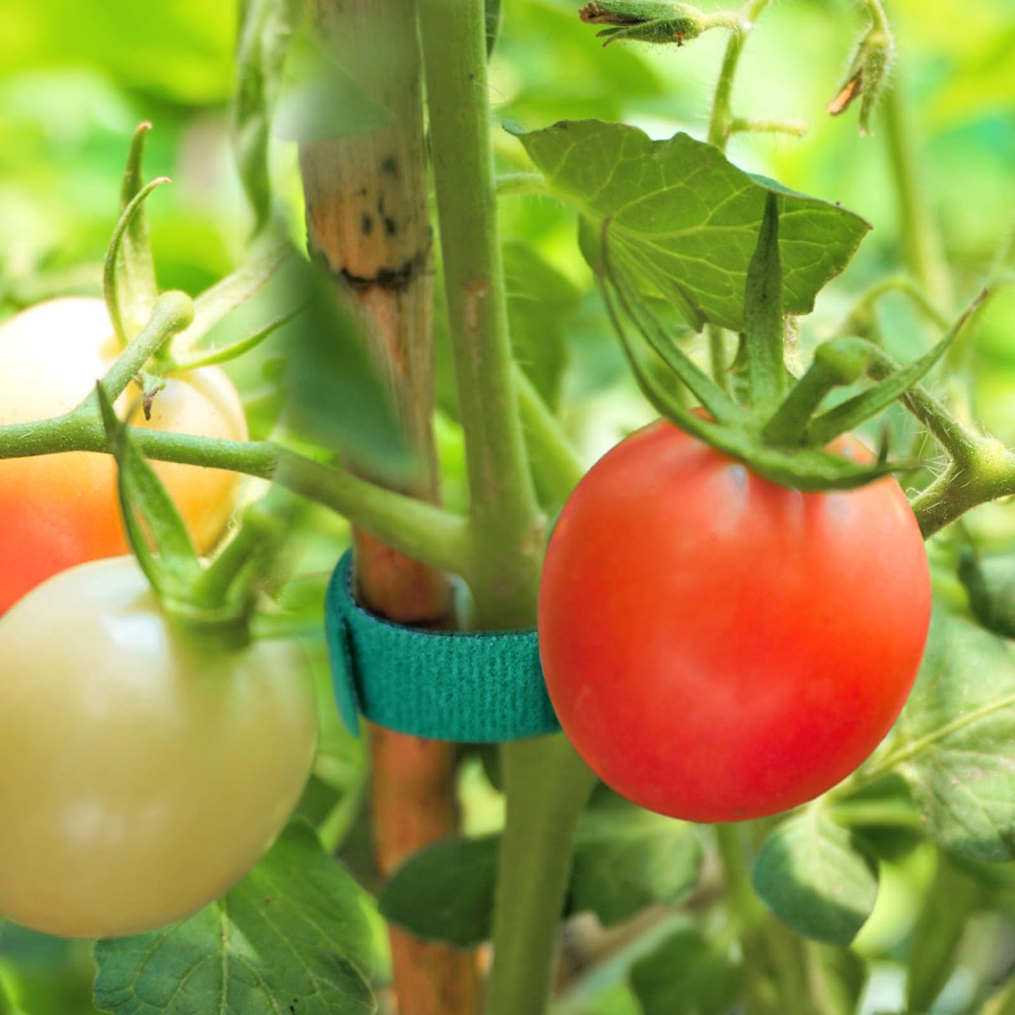 AUGHOA 6 Rolls Garden Tie Tape, 196.8 Ft Lawn Plant Ties, Reusable Plant Garden Ties, 1/2''Plant Tape for Climbing Plants, Adjustable Plant Straps for Gardening, Home, Office (196.8 Feet)