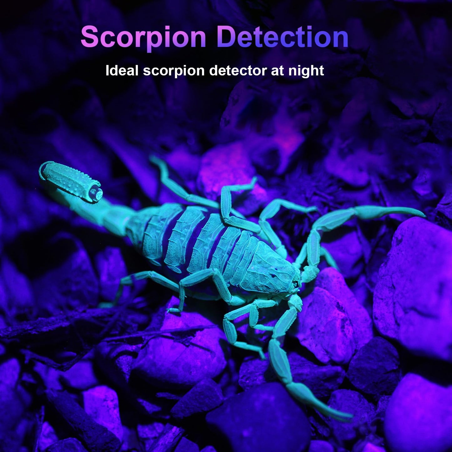 COSOOS 2 Pack UV Flashlight, 365nm USB Rechargeable Black Light Flashlight, Mini Handheld Detector for Dog Cat Urine, Pet Stains, Scorpions, Resin Curing