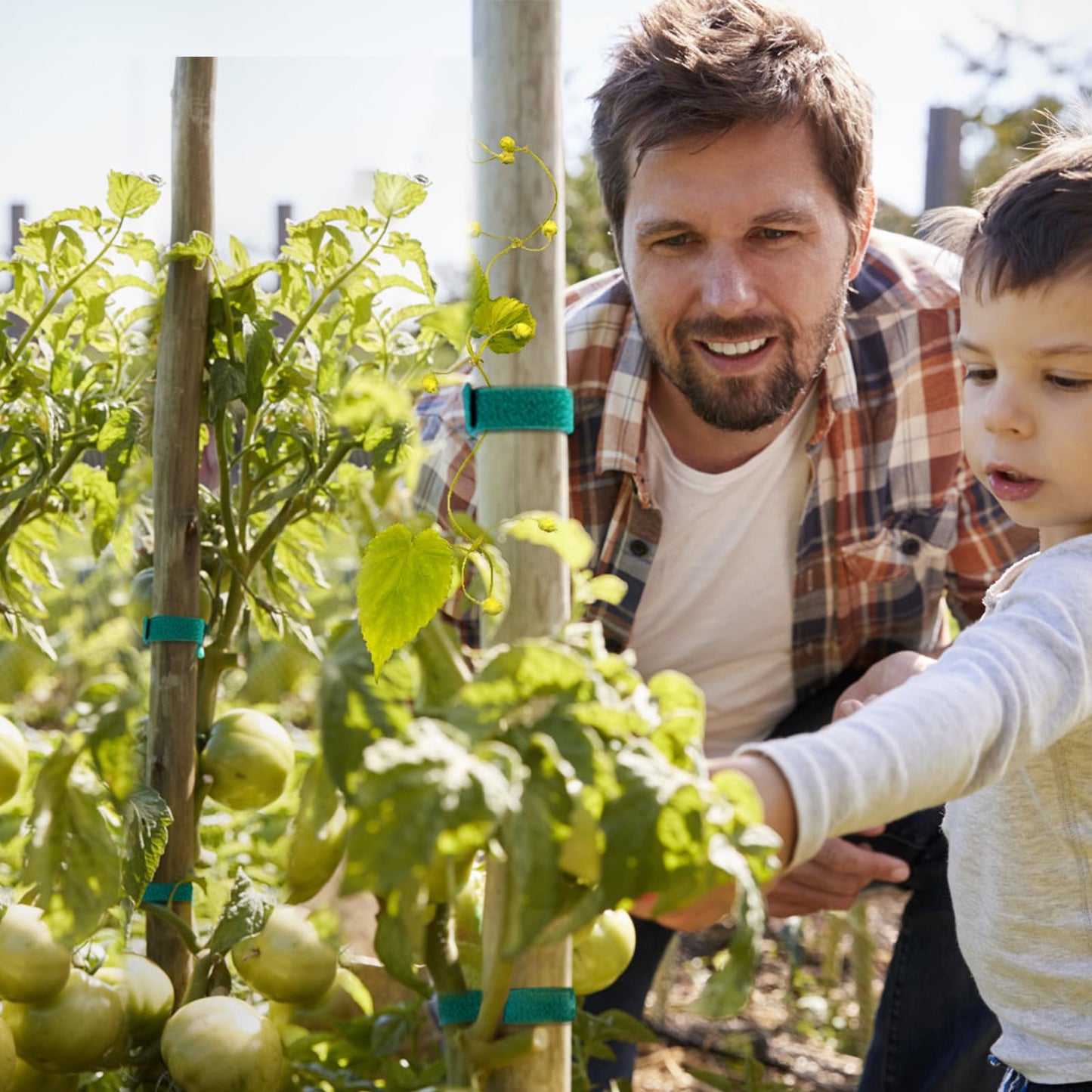 AUGHOA 6 Rolls Garden Tie Tape, 196.8 Ft Lawn Plant Ties, Reusable Plant Garden Ties, 1/2''Plant Tape for Climbing Plants, Adjustable Plant Straps for Gardening, Home, Office (196.8 Feet)