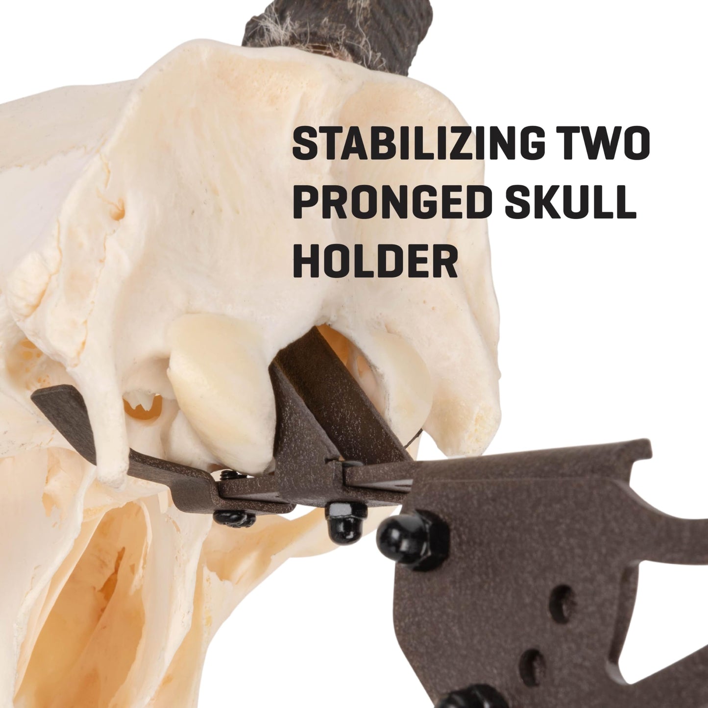 Allen Company EZ Mount Trophy Skull Hanger, Brown