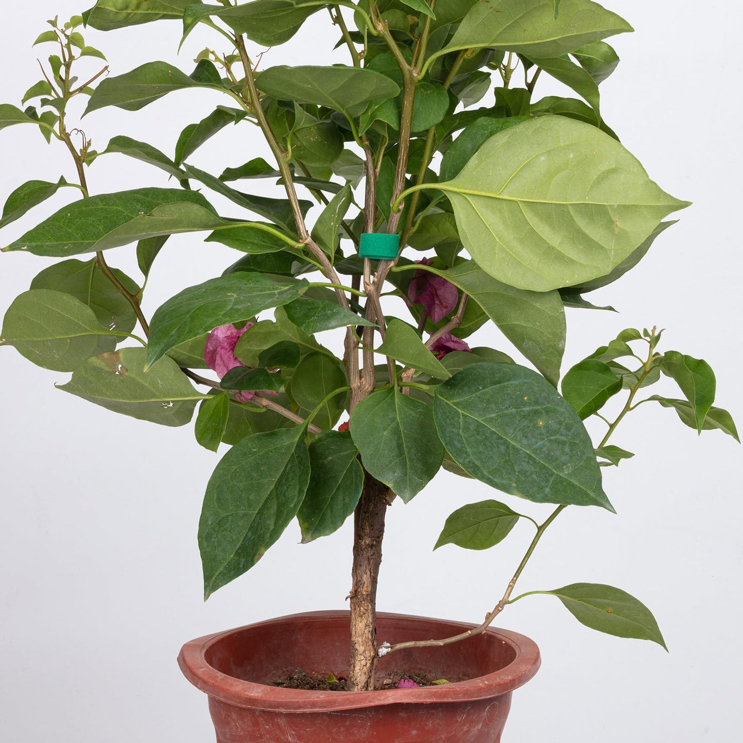 GCTWFYK 4 Roll Plant Ties Garden Tape, 131 Ft Green Plant Ties for Climbing Plants, 1/2‘’ Twist Ties for Plants, Reusable Nylon Plant Support Gardening Tape for Growing,Home,Office