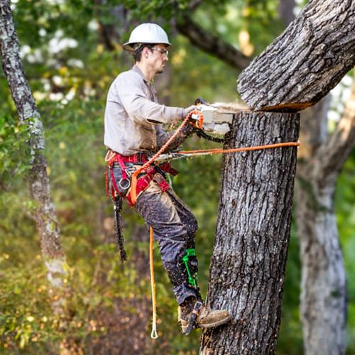 MITOJOSYEER Tree Climbing Spikes for Logging Adjustable Tree Climbing Gear Tree Climbing Kit for Climbers Logging Fruit Picking Hunting