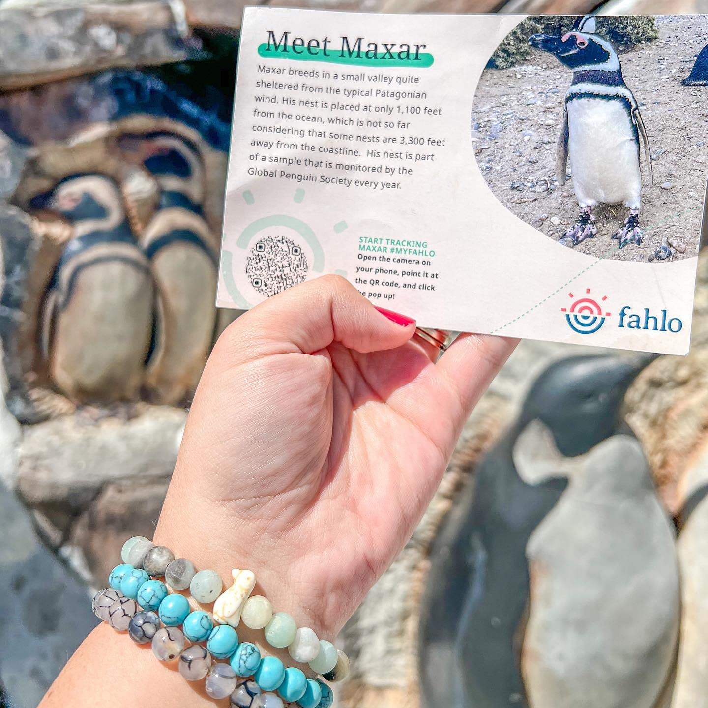 Fahlo Penguin Tracking Bracelet – Track a Real Penguin’s Journey – Supports Wildlife Conservation – Elastic, One Size Fits Most – on Interactive Mobile App Map – Unisex Conservation Gift (Seafoam)