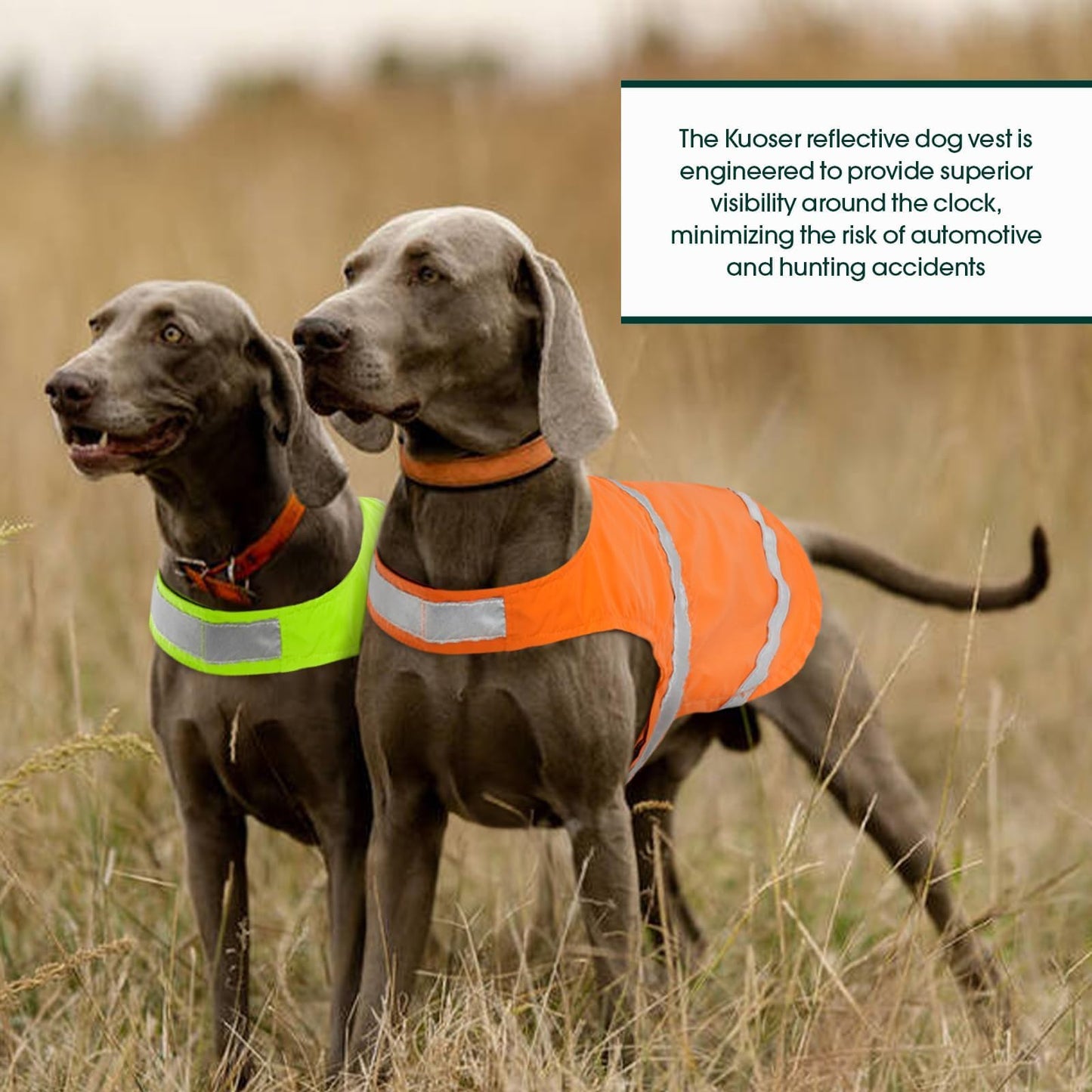 Kuoser Reflective Dog Vest, High Visibility Safety Vest for Medium to Large Dogs, Lightweight Pet Reflective Vests for Hunting Outdoor Activities Walking at Night, Blaze Orange XL